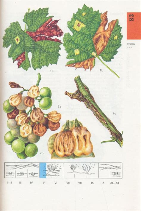 Ilustrácia bežných škodcov a chorôb fazule