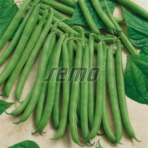 Fazuľa vo fáze dozrievania na rastline