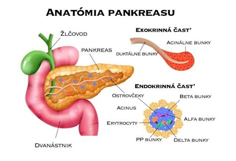 Detailné znázornenie pankreasu a inzulínu