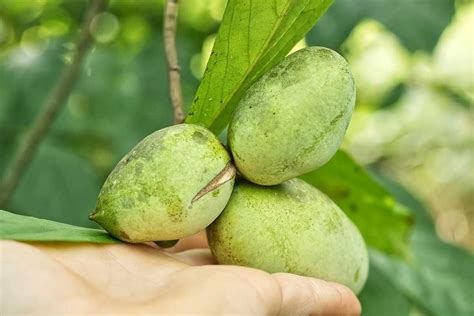Plody Paw Paw