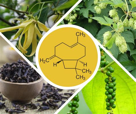 Chemická štruktúra flavonoidov v skoroceli