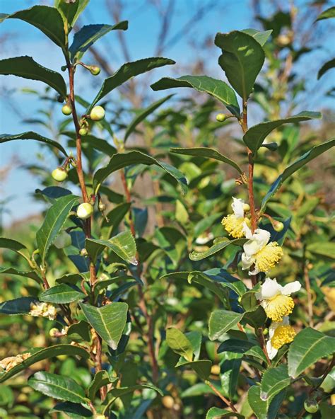 Ilustrácia rastliny Camellia sinensis