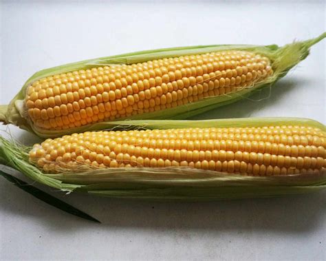 Zrnká kukurice a hotová polenta