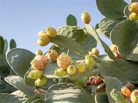 Ilustrácia kaktusu Opuncia Ficus Indica