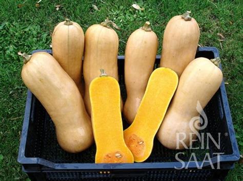 Maslová tekvica (Butternut)