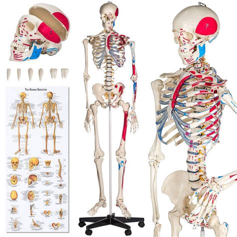 Anatomická schéma teľaťa s označením falošnej sviečkovej