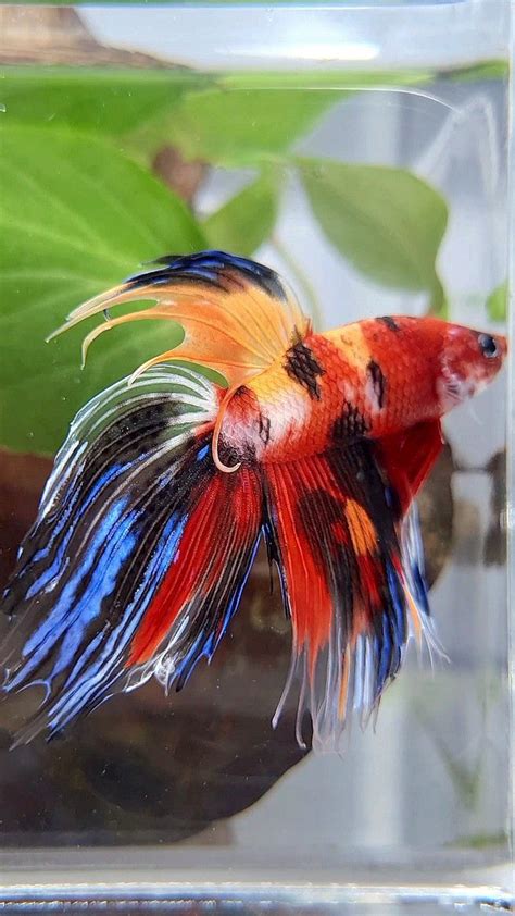 Rôzne typy plutiev bojovníc: Halfmoon, Crowntail, Veiltail, Deltatail