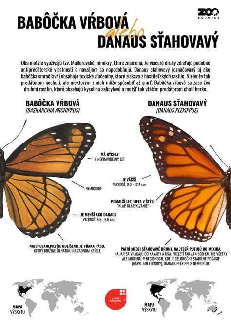 Infografika: Rozdiel medzi pečenou a raw tortou
