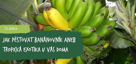 Banánovník v skleníku s mladými plodmi