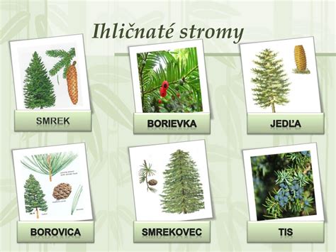 Smrek, borovica a jedľa porovnanie