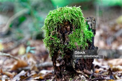 Detailná fotografia hlív ustricových rastúcich v trsoch na kmeni stromu