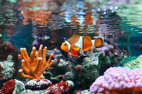 Klaun očkatý (Nemo)
