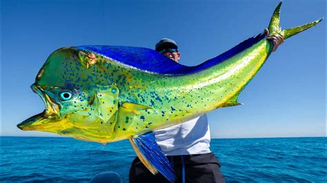 Mahi mahi ryba