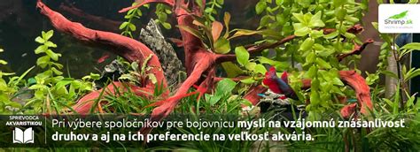 schéma ideálneho akvária pre bojovnicu