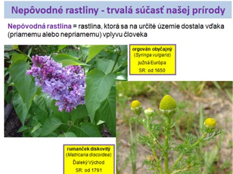 Ukážka rôznych druhov ľuľkovitých rastlín