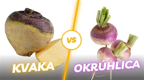 Kvaka a okrúhlica, porovnanie