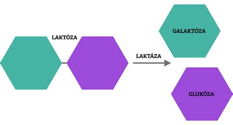 Schéma trávenia laktózy
