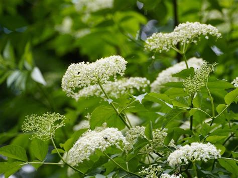 Baza čierna (Sambucus nigra)