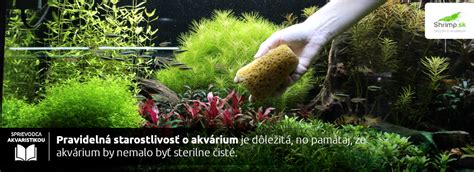 Rada pre akvaristov