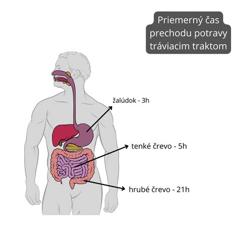 Infografika: Cesta potravy tráviacim traktom