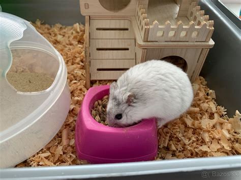 Škrečok s plnými lícami od jedla