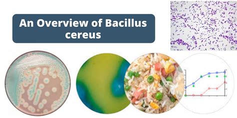 Schéma životného cyklu baktérie Bacillus cereus v ryži