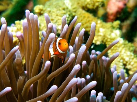 Klaun očkatý (Amphiprioninae) v sasanke