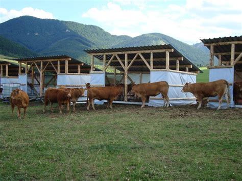 Farma s teľatami v prirodzenom prostredí