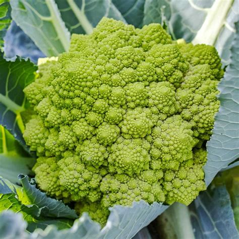 Romanesco ako príloha na tanieri