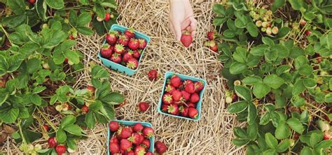 Logá organic certifikátov z USA, EÚ a Česka