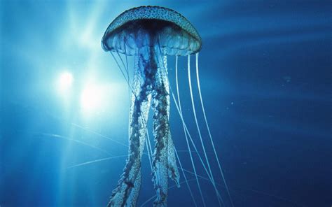Bioluminiscenčné morské tvory