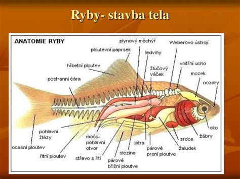 Základné časti tela ryby s vyznačenými plutvami