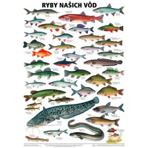 Schéma kostry ryby