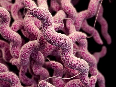 Baktérie Salmonella a Campylobacter