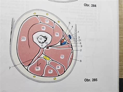 Diagram bravčového stehna s vyznačeným vrchným šálom