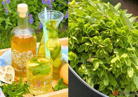 Domáci morušový sirup vo fľašiach