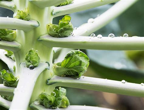 Časová os výsevu a výsadby kapusty