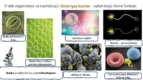 Typy tukových buniek a ich funkcie