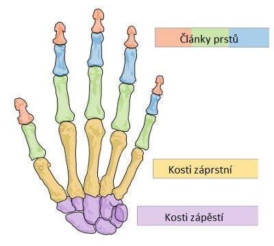 Porovnanie kostry ľudskej ruky a plutvy
