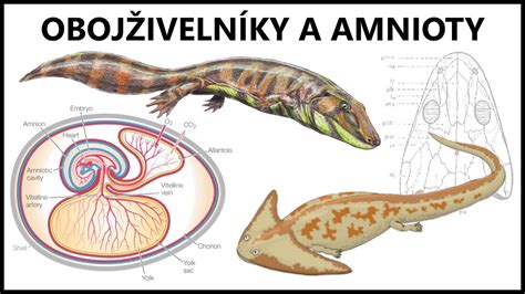 Evolúcia končatín od plutiev k prstom