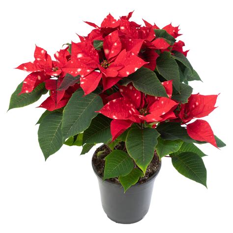Vianočná hviezda (Euphorbia pulcherrima) kvetina