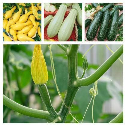 Rôzne odrody cukety