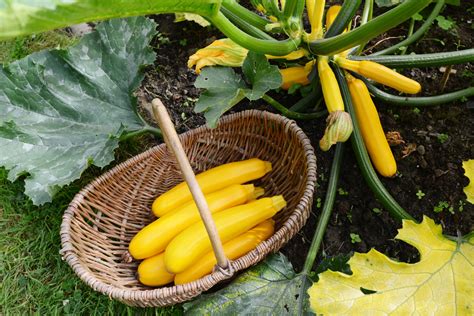 Prerezávanie listov cukety