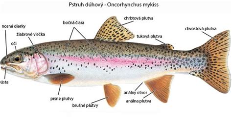 Schematické znázornenie vývoja pstruha dúhového od ikry po dospelú rybu