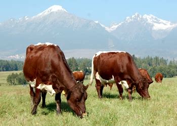 Hovädzí dobytok na paši