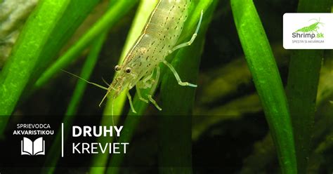 Druhy kreviet a ich vzhľad