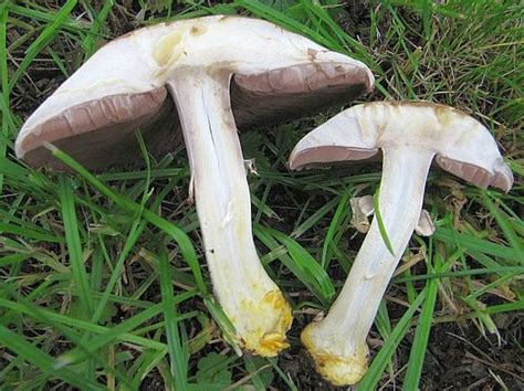 Jedovatá pečiarka zápašná (Agaricus xanthodermus)