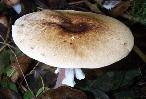 Nejedlá pečiarka hnedoškvrnitá (Agaricus impudicus)