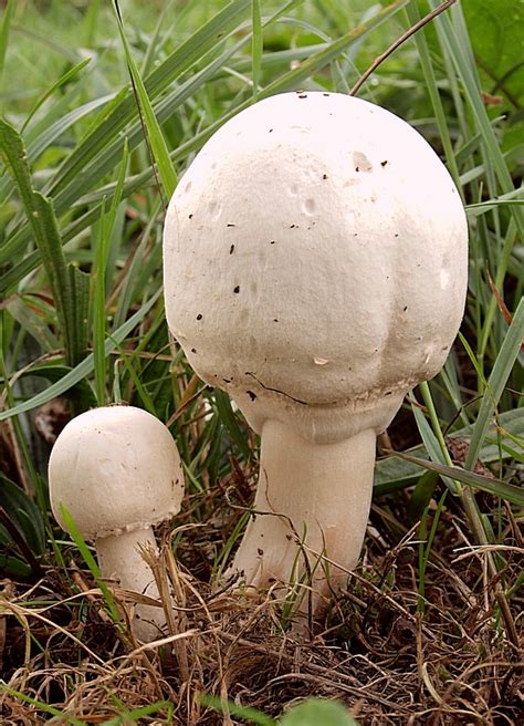Jedlá pečiarka poľná (Agaricus campestris)