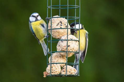 Lojové gule pre vtáctvo so slnečnicou